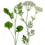 100 ml Star Anise Essential Oil - EUD REQUIRED