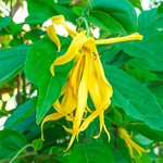 100 ml Cananga Essential Oil