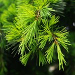 100 ml Cedarwood Himalayan Essential Oil