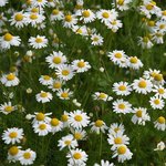 100mL Chamomile German Blue Oil - Hungarian Type