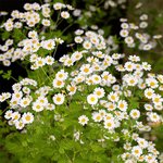 100 ml Chamomile Roman Essential Oil