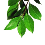 100 ml Clove Leaf Essential Oil