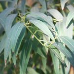 100mL Eucalyptus Australiana Essential Oil