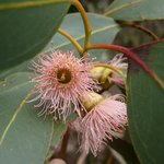 100mL Eucalyptus Peppermint (Dives C Type) Essential Oil