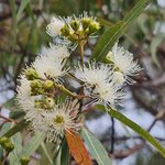 100mL Eucalyptus Radiata Essential Oil