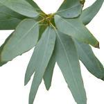 100 ml Eucalyptus Staigeriana Essential Oil