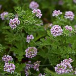 100mL Geranium Bourbon Essential Oil