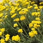 100mL Helichrysum Essential Oil