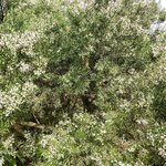 100 ml Kanuka Essential Oil