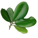 100 ml Bay Laurel Essential Oil