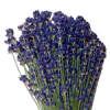 100mL Lavandin Extra Blue Essential Oil