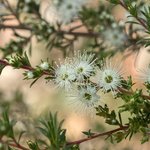 100mL Kunzea Ambigua Essential Oil