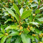 100mL Laurel Leaf Essential Oil