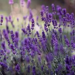 100mL Lavender Australian (Tasmanian) Essential Oil