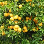 100mL Lemon Australian Essential Oil