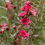 100mL Manuka Essential Oil