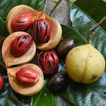 100mL Nutmeg Essential Oil