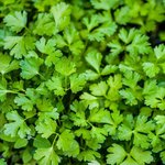 100mL Parsley Herb Australian Essential Oil