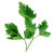 100 ml Parsley Herb Essential Oil