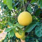 100mL Pomelo Essential Oil