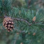 100mL Pine Scotch Essential Oil