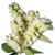 100 ml Rosalina Essential Oil