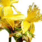 100 ml St John's Wort Essential Oil