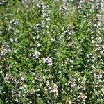 100mL Thyme White Essential Oil