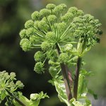 17mL Angelica Root Essential Oil