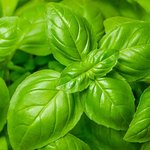 17mL Basil Essential Oil