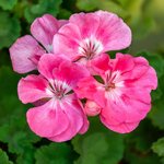 17 ml Cape Peppermint Geranium Essential Oil                                                        