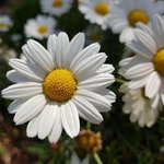 17 ml Chamomile Wild Maroc Essential Oil                                                            