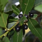 17mL Laurel Berry Essential Oil