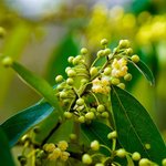 17mL Litsea Cubeba Essential Oil