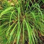 17mL Lemongrass Cochin Essential Oil