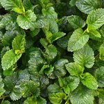 17mL Melissa Leaf Essential Oil