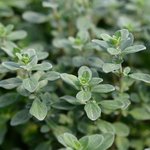 17mL Marjoram Essential Oil