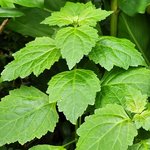 17mL Patchouli Light Essential Oil