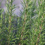 17mL Rosemary Premium Essential Oil
