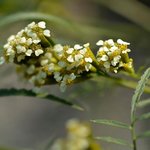 17mL Tagetes Essential Oil
