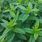 17mL Spearmint Essential Oil