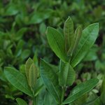 1kg Bay West Indies Essential Oil