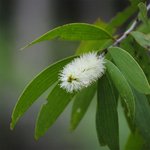 1kg Cajeput Essential Oil