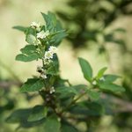 1kg Cape Verbena Essential Oil