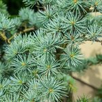 1kg Cedarwood Atlas Essential Oil
