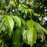 1kg Cinnamon Leaf Essential Oil