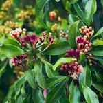 1kg Clove Leaf Essential Oil