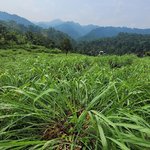 1L Citronella Ceylon Essential Oil