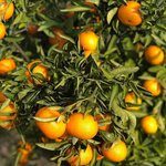1kg Clementine Essential Oil