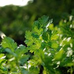1kg Coriander Essential Oil